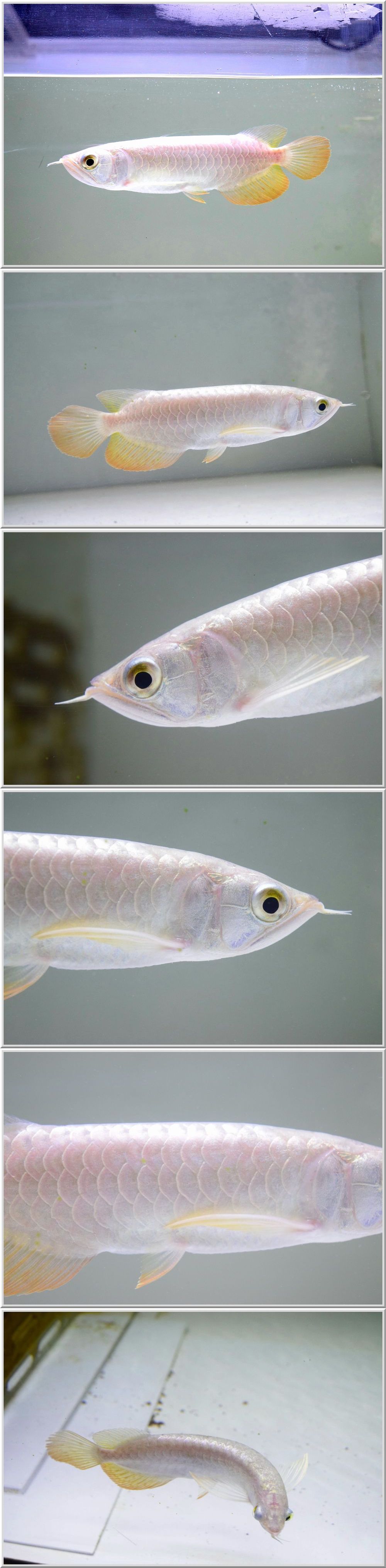 新品本物 New 4923 上がり抜群全巻き美個体 18cm 琥珀金底過背金龍 セレクト個体 鑑定書 アロワナ Labelians Fr